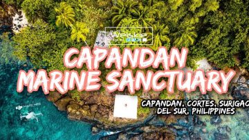 Capandan Marine Sanctuary in 4K UHD||A Protected Marine Life Area|Cortes,Surigao del Sur,Philippines