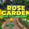 Baguio City Rose Garden Walking Tour (ASMR)