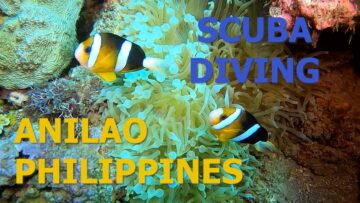 Scuba Diving in Anilao, Philippines