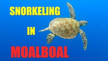 Snorkeling in Moalboal