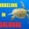 Snorkeling in Moalboal